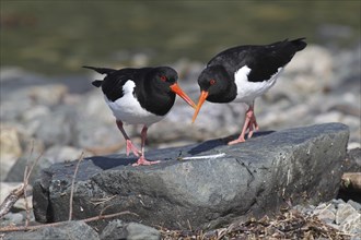 Eurasian oystercatcher (Haematopus ostralegus) Pair foraging on the lakeshore, Northern Norway,