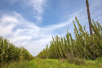 Hop field Hop cultivation, Hops (Humulus), Alsace, France, Europe