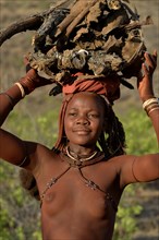 Young Himba woman gathering wood, Ombombo, Kaokoland, Kunene, Namibia, Africa