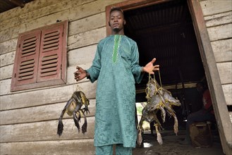 Frog catcher with live Goliath frogs (Conraua goliath), largest frog in the world, Kolla in