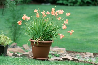 (Tritonia crocata), orange bells