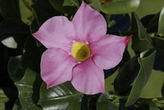 Mandevilla (Dipladenia sanderi)