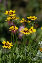 Tick Seed, tickseed (Coreopsis), Flowers, Garden Plants (Compositae), Headed Flowering Plants,