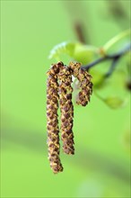 Alder (Alnus glutinosa), Germany, Europe