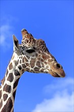 Reticulated Giraffe (Giraffa camelopardalis reticulata)