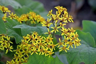 Velvet gundel, California (Senecio petasitis), USA, North America