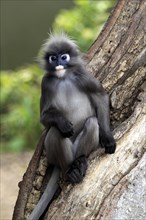 Dusky Leaf Monkey (Trachypithecus obscurus), male (Presbytis obscurus)