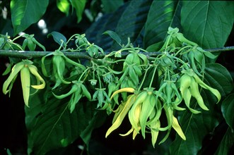 Alangilang tree, Madagascar (Cananga odorata)