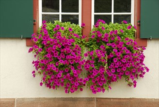 Window with petunias (Petunia hybrid)