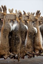 Dead european hare (Lepus europaeus), killed by hunters during a hunting party, ready for transport