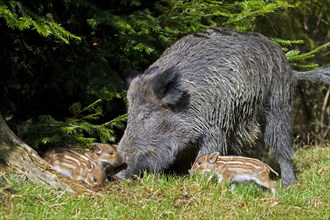 Wild boars (Sus scrofa), pigs, swine, ungulates, even-toed ungulates, mammals, animals, Wild boar