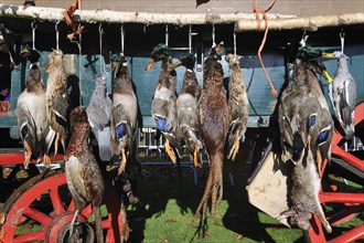 Carriage with game, mallard, wood pigeon, pheasant, hare, during the commemoration of Saint Hubert,