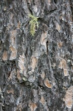 Scots pine, Scots pine (Pinus sylvestris) bark close-up, scots pine, Scots pine, scots pine, scots