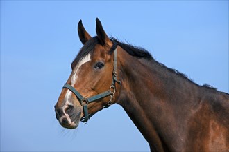 Holstein domestic horse (Equus caballus) close-up, Germany, Europe