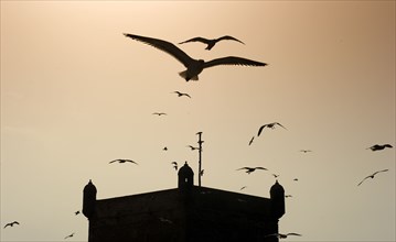 Morocco, Port, Fortress, Essaouira, Africa