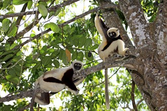 Coquerel's Sifakas (Propithecus verreauxi coquereli), Madagascar, Africa