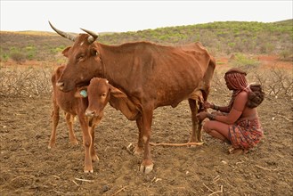 Himba woman milking a cow, Ombombo, Kaokoland, Kunene, Namibia, Africa