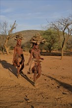 Himba women gathering wood, Ombombo, Kaokoland, Kunene, Namibia, Africa