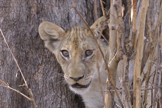 Young lion (Panthera leo) in a bush, Nsefu sector, South Luangwa National Park, Zambia, Africa