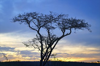 Savannah Landscape with trees at dusk, Kwazulu Natal Province, South Africa, Africa