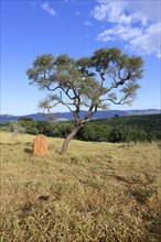 Tree and termite mound, Serra da Canastra landscape, Sao Roque das Minas, Minas Gerais state,