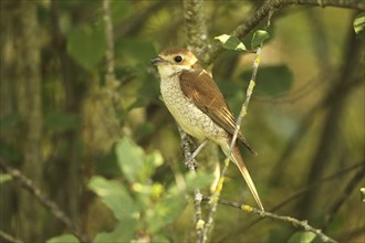 Red-backed Shrike (Lanius collurio) Female sitting in bushes, Allgäu, Bavaria, Germany, Europe