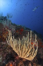 White gorgonian (Eunicella singularis) and common two-banded seabream (Diplodus vulgaris) in the