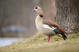 Egyptian goose (Alopochen aegyptiaca), standing on a meadow, Bavaria, Germany Europe