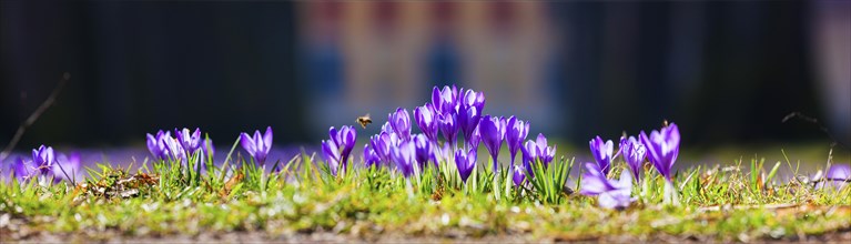 Pillnitz Palace Park Crocus meadows at the Bergpalais. Wild crocuses (not to be confused with