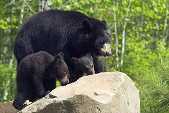 Black Bear, female with cubs (Ursus americanus), cub