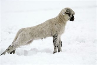 Merino Sheep, lamb, merino sheep, lamb, sheep, snow, snow, sideways, side, side