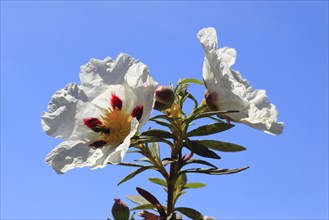 Lacquer cistus, Cistus ladanifer, Andalusia, Spain, Europe