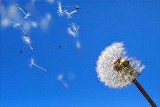 Dandelionfruit cloud, , , Flying seeds