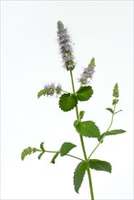 Real Peppermint ( Mentha x piperita)