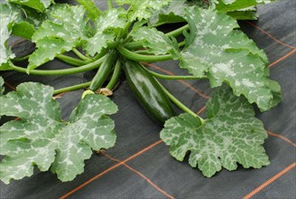 Courgette cultivation (Cucurbita pepo var. giromontiina) , film cultivation