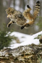 Common Wild Cat (Felis silvestris) in winter, falling