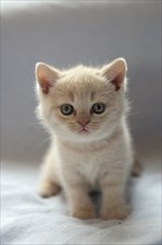 British Shorthair Cat, Kitten, British Shorthair, BKH