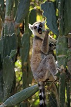 Ring-tailed Lemurs (Lemur catta), female with young, Berenty Private Reserve, Madagascar, female