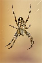 Garden cross spider in web, North Rhine-Westphalia, Germany, Europe