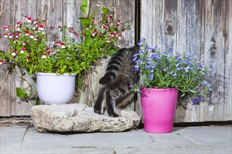 House cat, goes garden shed