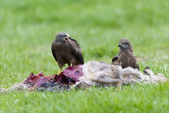 Black kites (Milvus migrans), Milan, pair on deer carcass, Lower Saxony, Germany, Europe