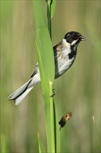 Reed bunting (Emberiza schoeniclus) with prey, male, Texel, Netherlands