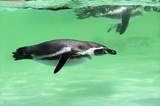 Humboldt's Penguin (Spheniscus humboldti)