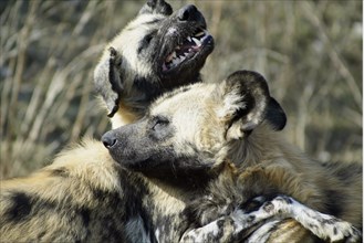 African Hunting Dogs (Lycaon pictus) nische Wildhunde, Hyänenhundn Wild Dog