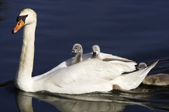 Mute swan (Cygnus olor) with chicks, Mute Swan, Germany, Europe