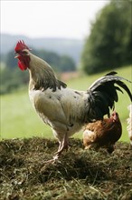 Domestic fowl, cock, side