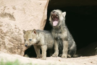 Gray wolves (Canis lupus), young animals