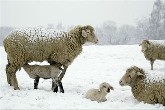 Merino Sheep with lambs, Merino sheep with lambs, lamb, sheep, sheep, snow, snow