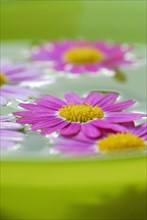 Daisy blossoms on water surface in bowl, daisies