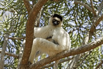 Verreaux's Sifaka, Berenty Private Reserve (Propithecus verreauxi verreauxi), Madagascar, Africa